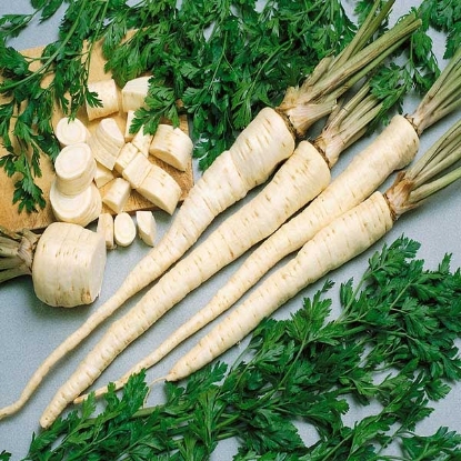 Picture of Parsley Berliner Hamburg